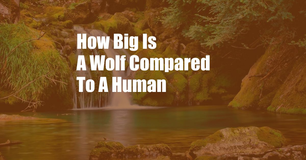 How Big Is A Wolf Compared To A Human