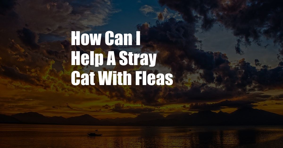 How Can I Help A Stray Cat With Fleas