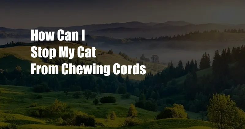 How Can I Stop My Cat From Chewing Cords