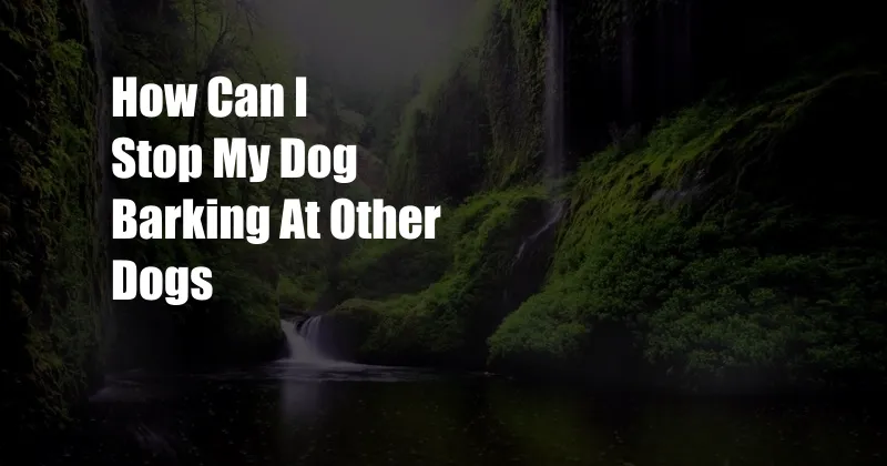 How Can I Stop My Dog Barking At Other Dogs