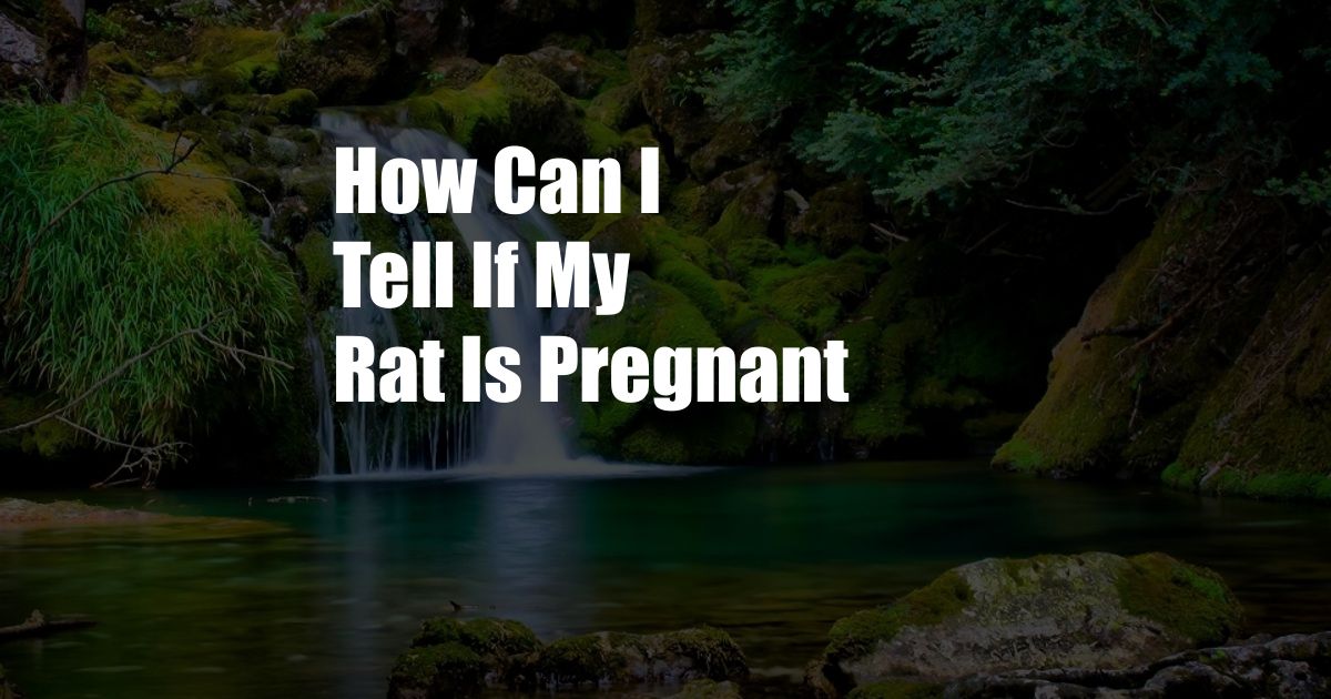 How Can I Tell If My Rat Is Pregnant