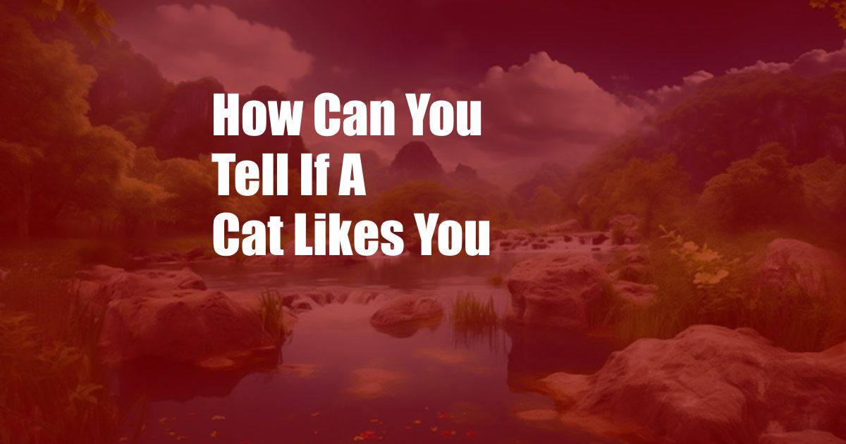 How Can You Tell If A Cat Likes You