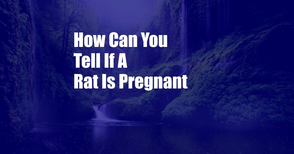 How Can You Tell If A Rat Is Pregnant