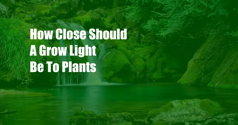 How Close Should A Grow Light Be To Plants