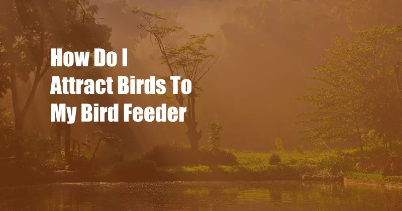 How Do I Attract Birds To My Bird Feeder