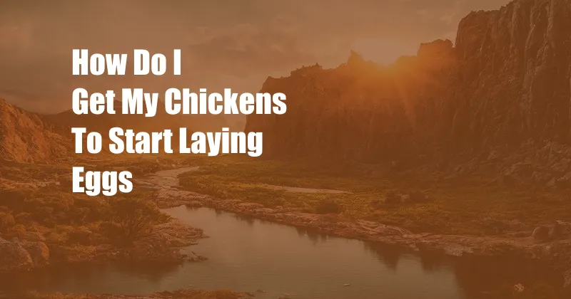 How Do I Get My Chickens To Start Laying Eggs