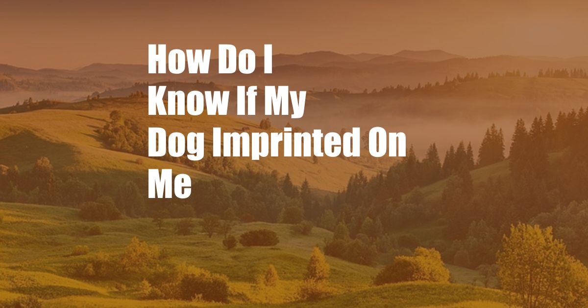 How Do I Know If My Dog Imprinted On Me