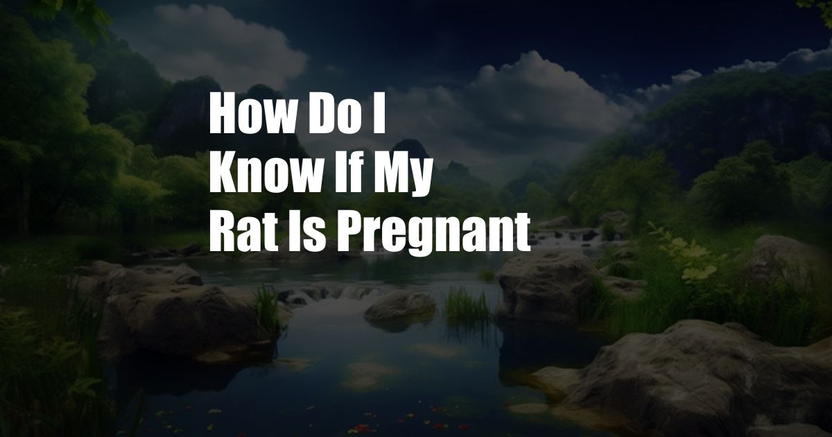 How Do I Know If My Rat Is Pregnant