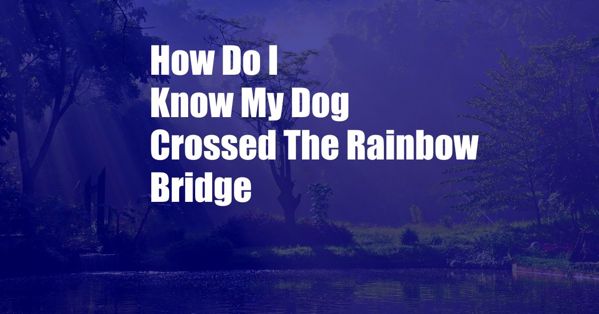 How Do I Know My Dog Crossed The Rainbow Bridge