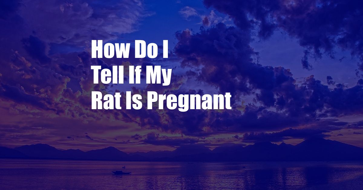 How Do I Tell If My Rat Is Pregnant