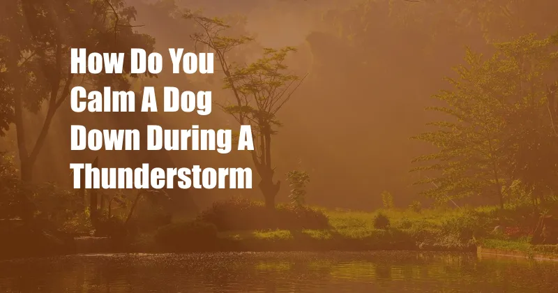 How Do You Calm A Dog Down During A Thunderstorm