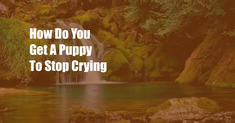 How Do You Get A Puppy To Stop Crying