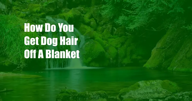 How Do You Get Dog Hair Off A Blanket
