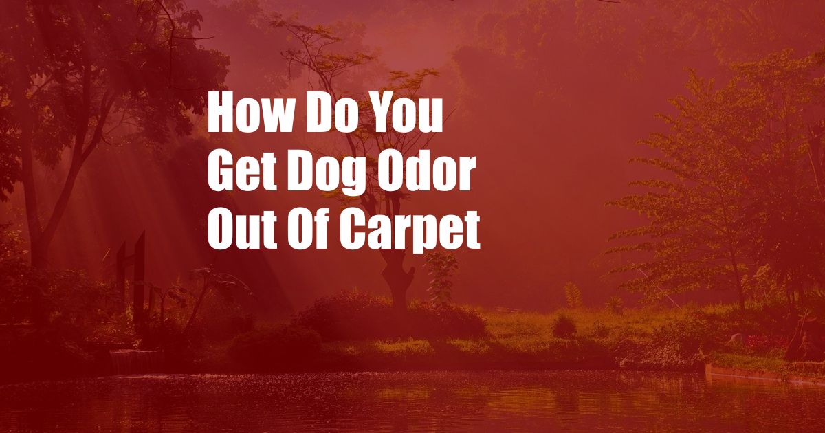 How Do You Get Dog Odor Out Of Carpet