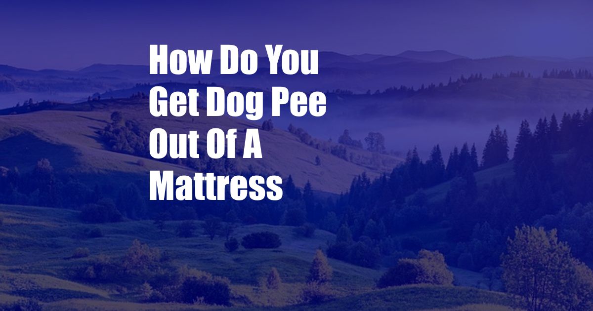 How Do You Get Dog Pee Out Of A Mattress