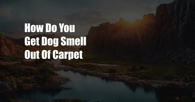 How Do You Get Dog Smell Out Of Carpet