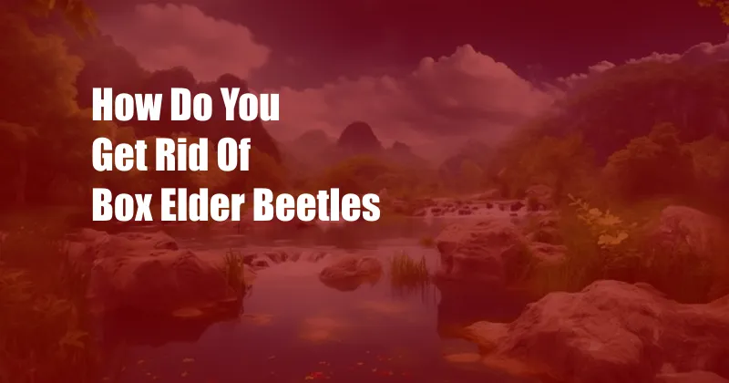 How Do You Get Rid Of Box Elder Beetles