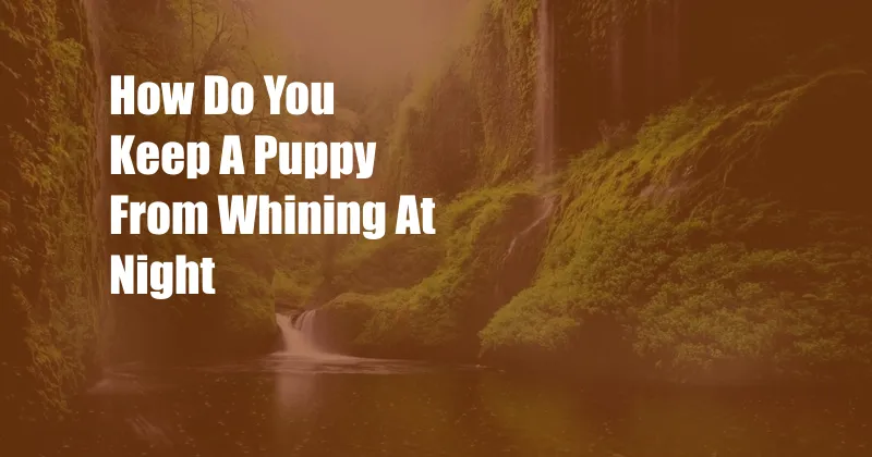 How Do You Keep A Puppy From Whining At Night