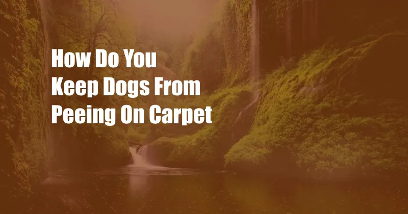 How Do You Keep Dogs From Peeing On Carpet