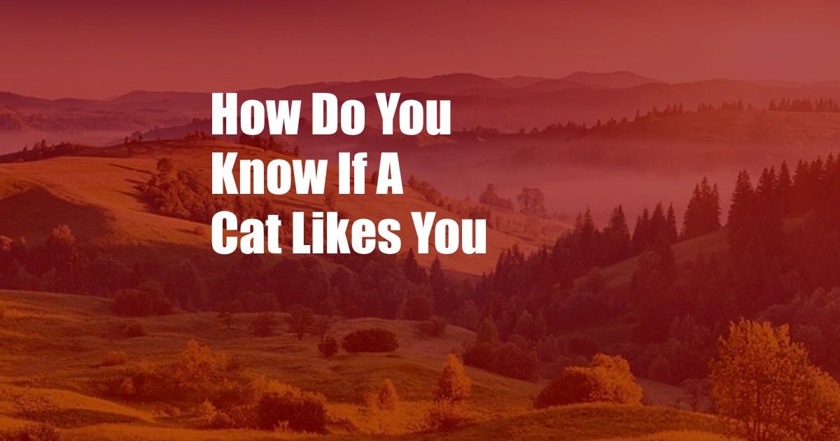 How Do You Know If A Cat Likes You