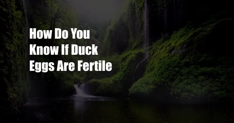 How Do You Know If Duck Eggs Are Fertile