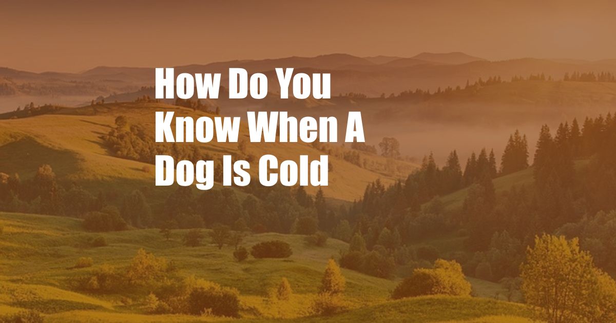 How Do You Know When A Dog Is Cold