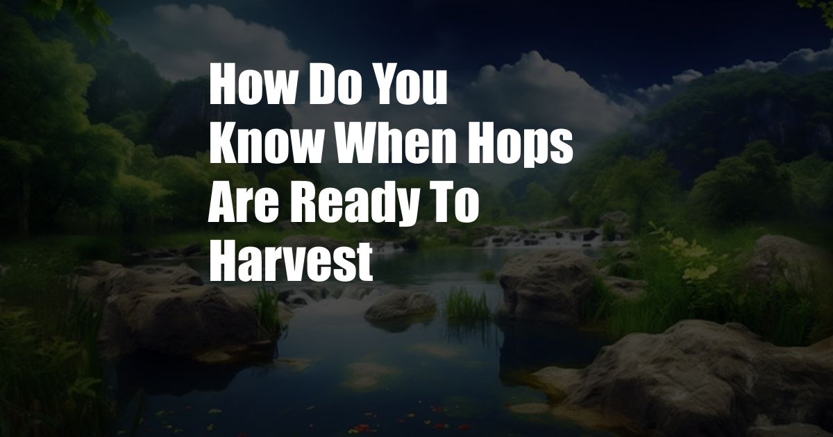 How Do You Know When Hops Are Ready To Harvest