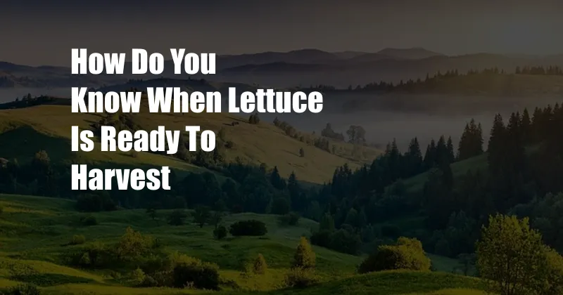 How Do You Know When Lettuce Is Ready To Harvest