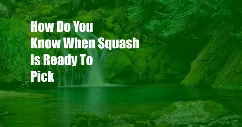 How Do You Know When Squash Is Ready To Pick