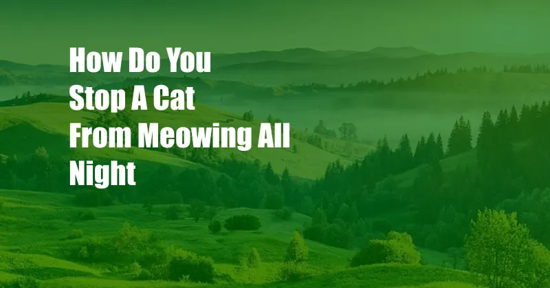 How Do You Stop A Cat From Meowing All Night