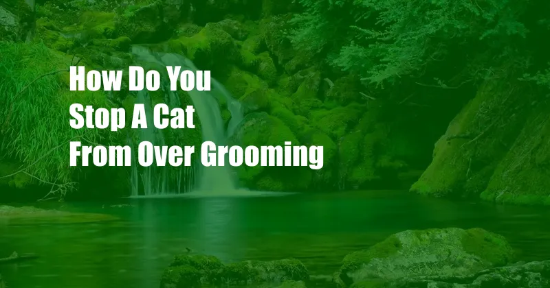 How Do You Stop A Cat From Over Grooming