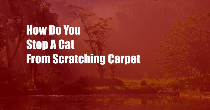 How Do You Stop A Cat From Scratching Carpet