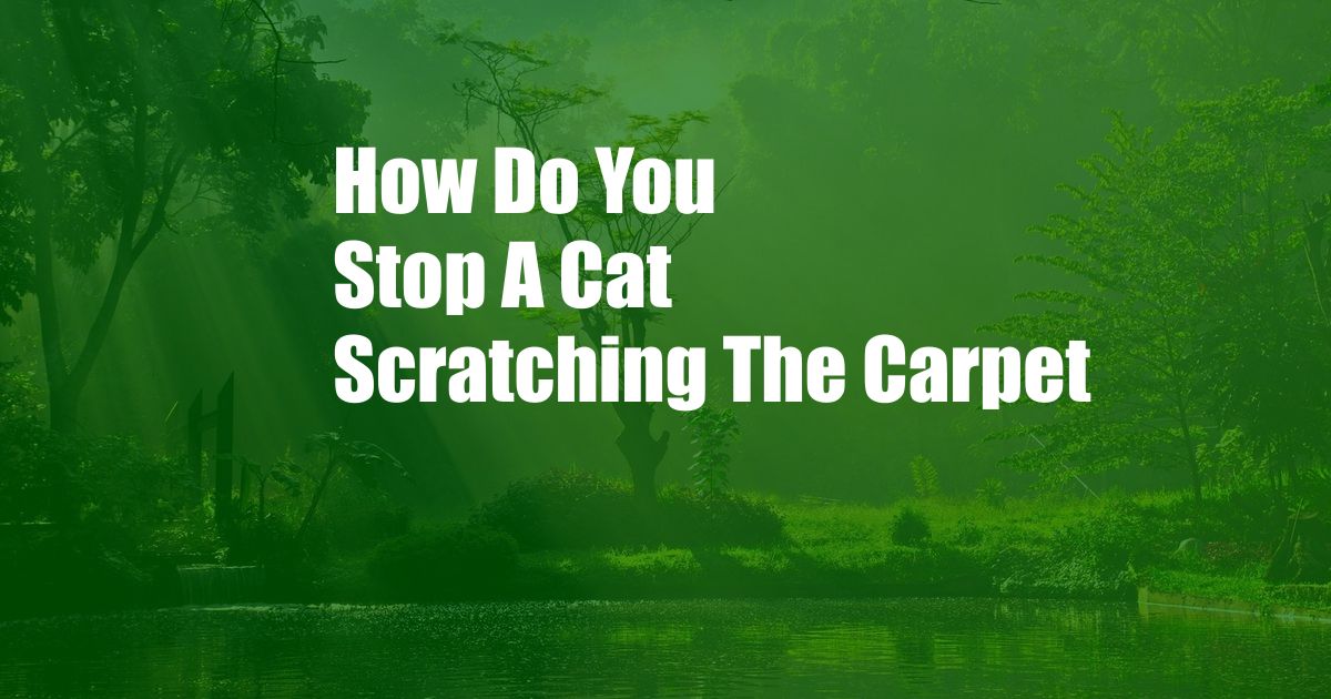 How Do You Stop A Cat Scratching The Carpet