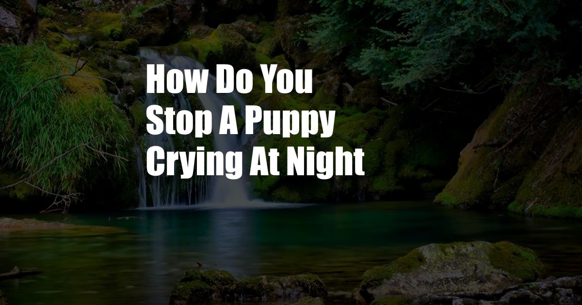 How Do You Stop A Puppy Crying At Night