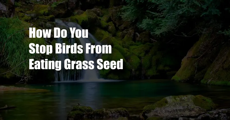 How Do You Stop Birds From Eating Grass Seed