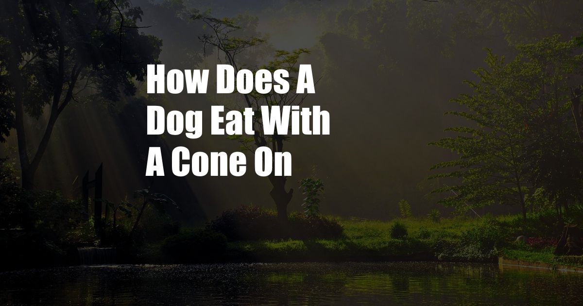 How Does A Dog Eat With A Cone On