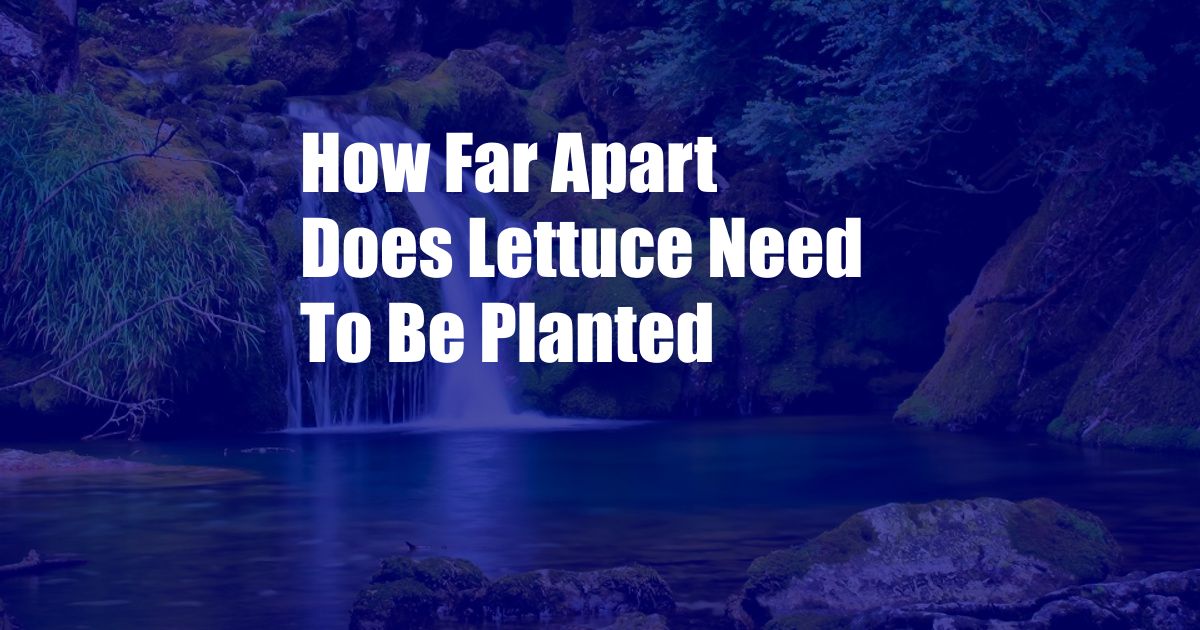 How Far Apart Does Lettuce Need To Be Planted