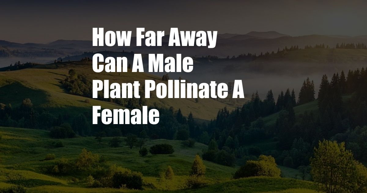 How Far Away Can A Male Plant Pollinate A Female