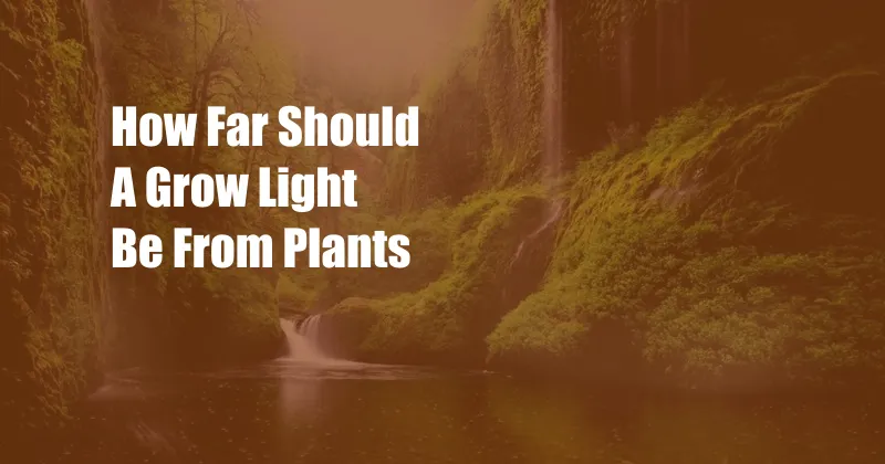 How Far Should A Grow Light Be From Plants