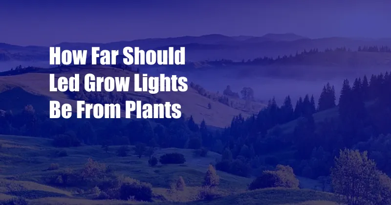 How Far Should Led Grow Lights Be From Plants