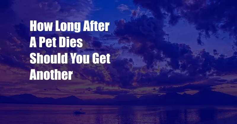 How Long After A Pet Dies Should You Get Another