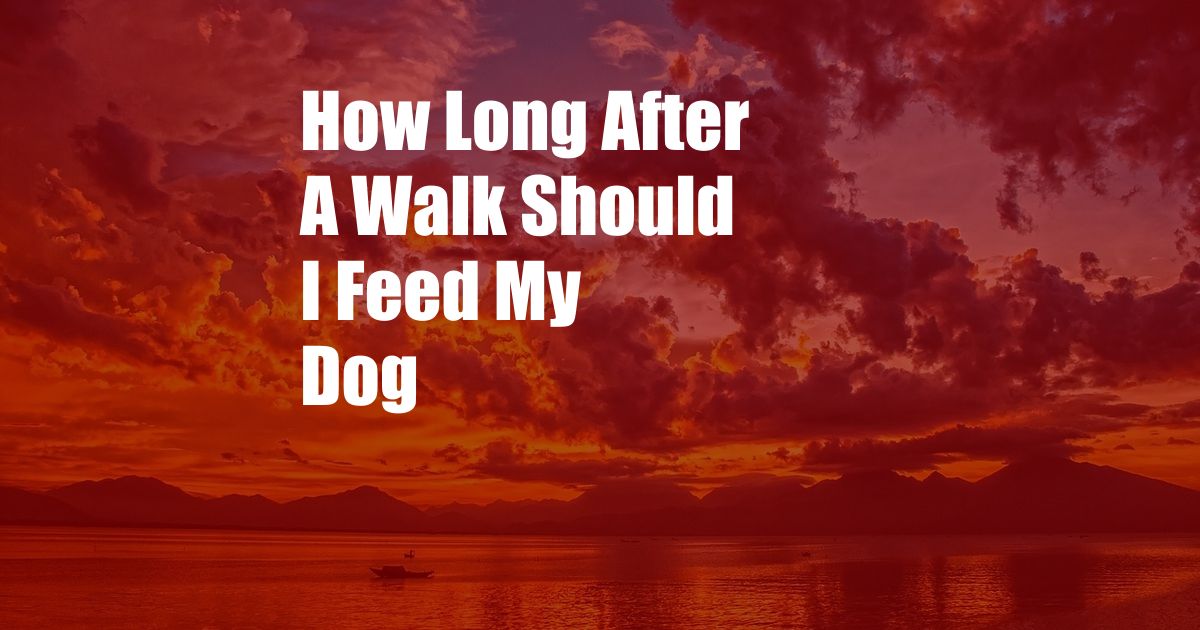 How Long After A Walk Should I Feed My Dog