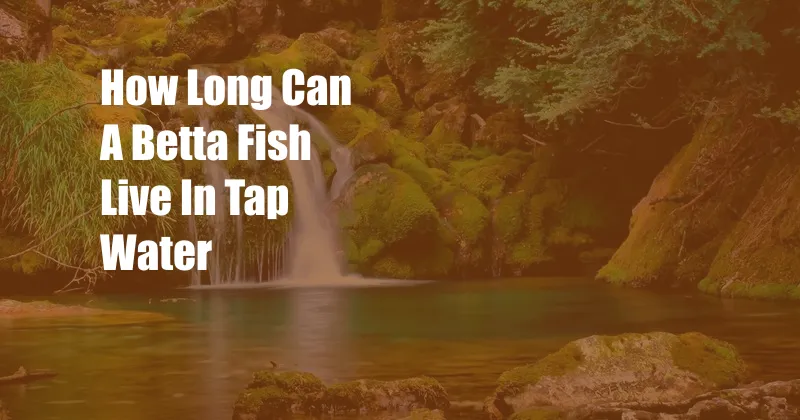 How Long Can A Betta Fish Live In Tap Water