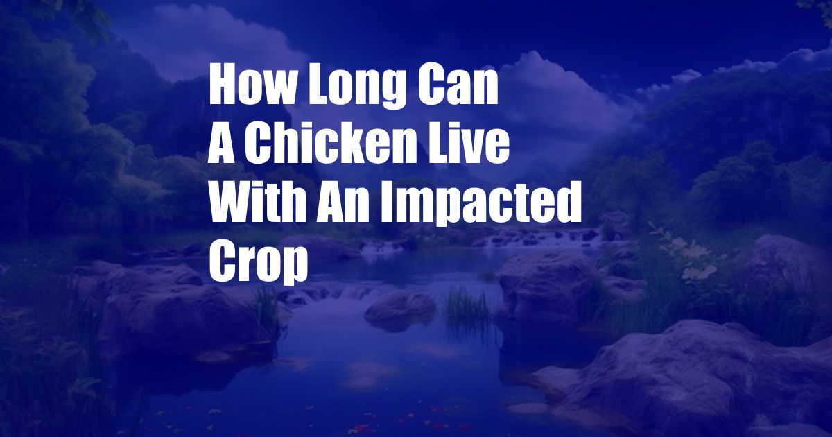 How Long Can A Chicken Live With An Impacted Crop