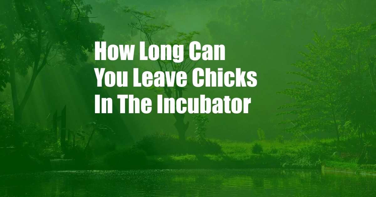 How Long Can You Leave Chicks In The Incubator
