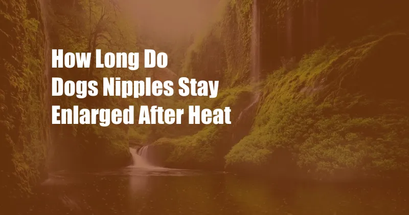 How Long Do Dogs Nipples Stay Enlarged After Heat