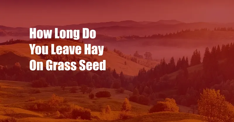 How Long Do You Leave Hay On Grass Seed