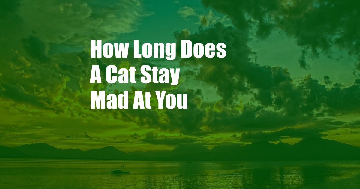 How Long Does A Cat Stay Mad At You