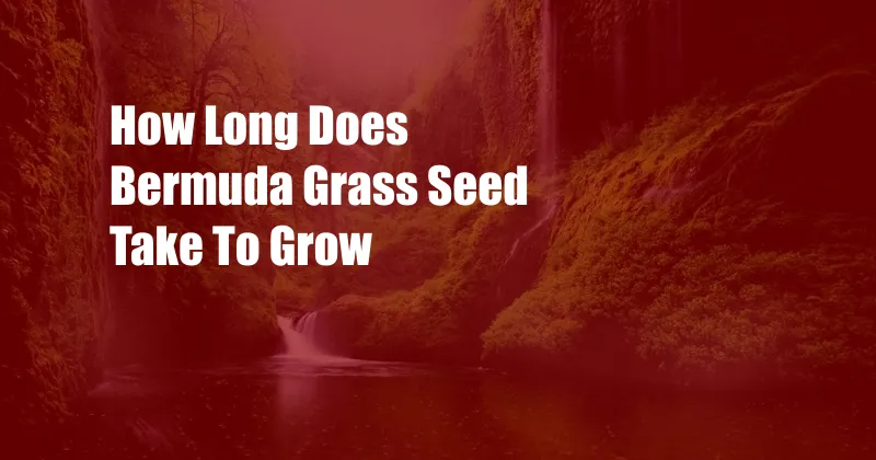 How Long Does Bermuda Grass Seed Take To Grow