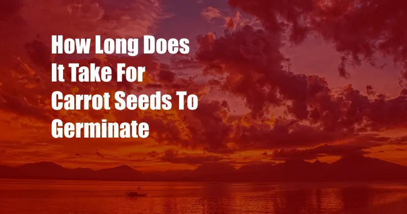 How Long Does It Take For Carrot Seeds To Germinate